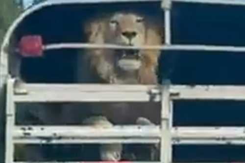 Video: Así trasladan a nervioso león sobre carretera México-Toluca